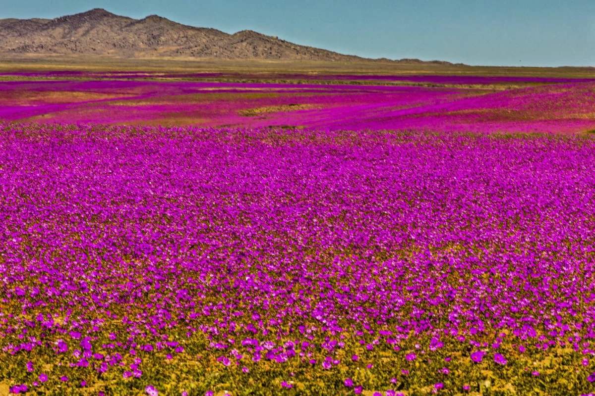 🌸🏜️ ¡TOUR DESIERTO FLORIDO + CALDERA & BAHIA INGLESA! 🌺✨