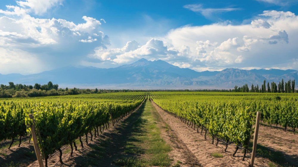 Argentina – Mendoza